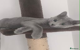 Russian Blue cats for sale: Tica registered kittens  - Image 1