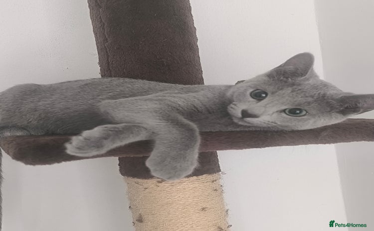 Russian Blue cats - Advert 3