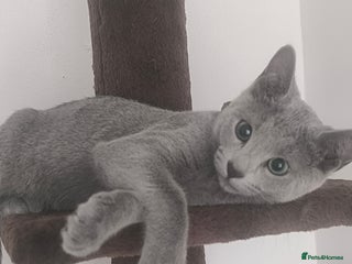 Russian Blue cats - Advert 29