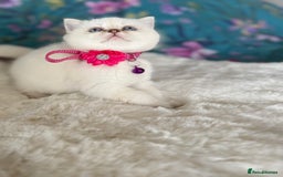 British Shorthair cats for sale: Quality British Shorthair kittens  - Image 20