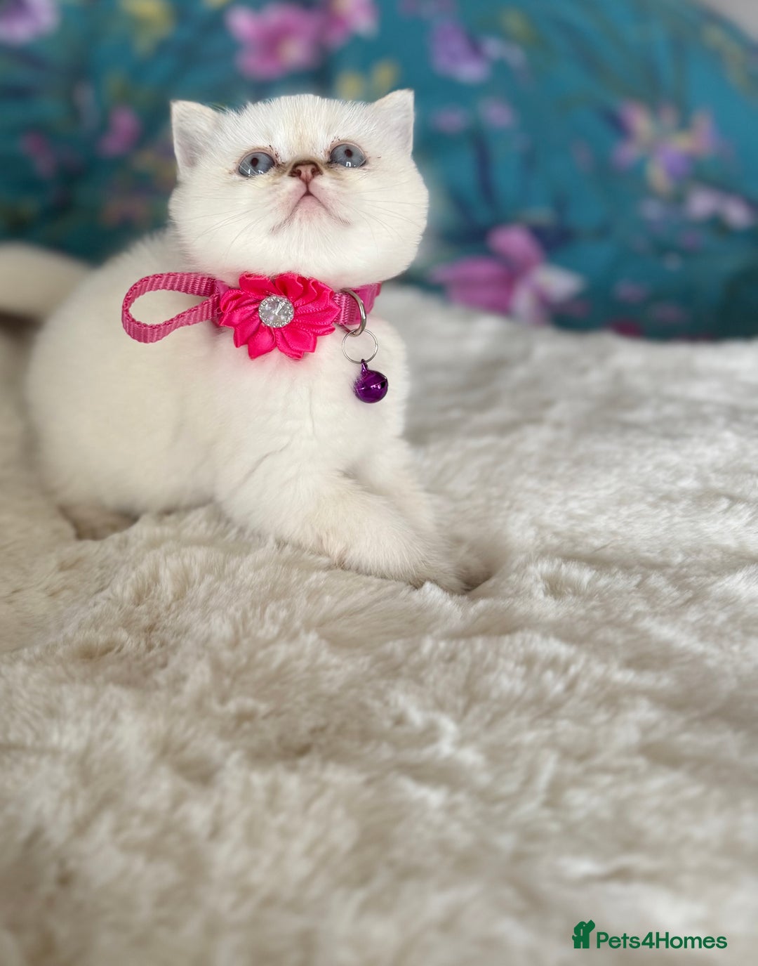 British Shorthair cats for sale: Quality British Shorthair kittens  - Image 20