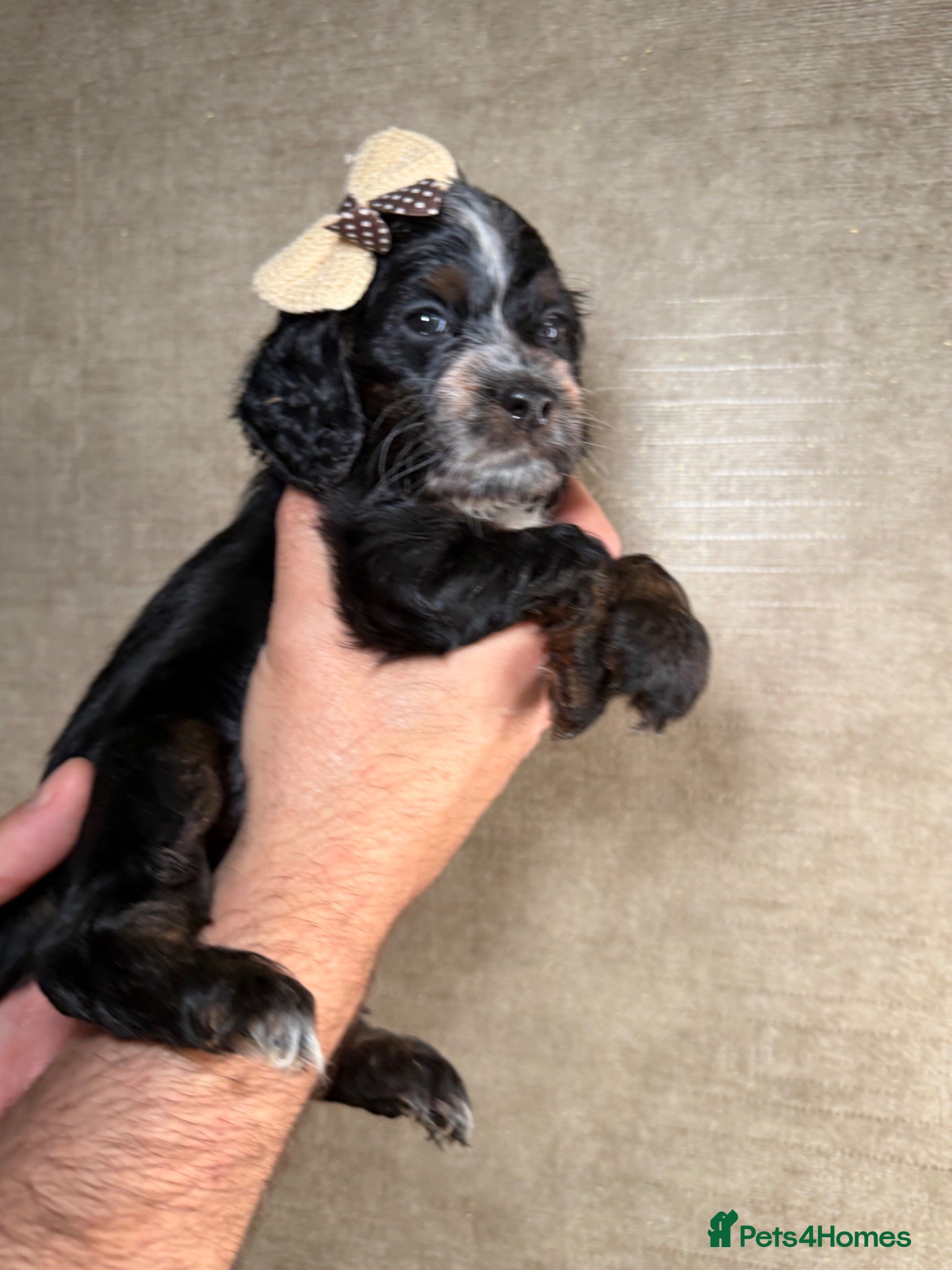 Cockapoo dogs F1B cockapoo puppies parents genetic tested  - Advert 2