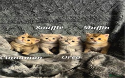 British Shorthair cats for sale: Pure Pedigree British Shorthair  - Image 21