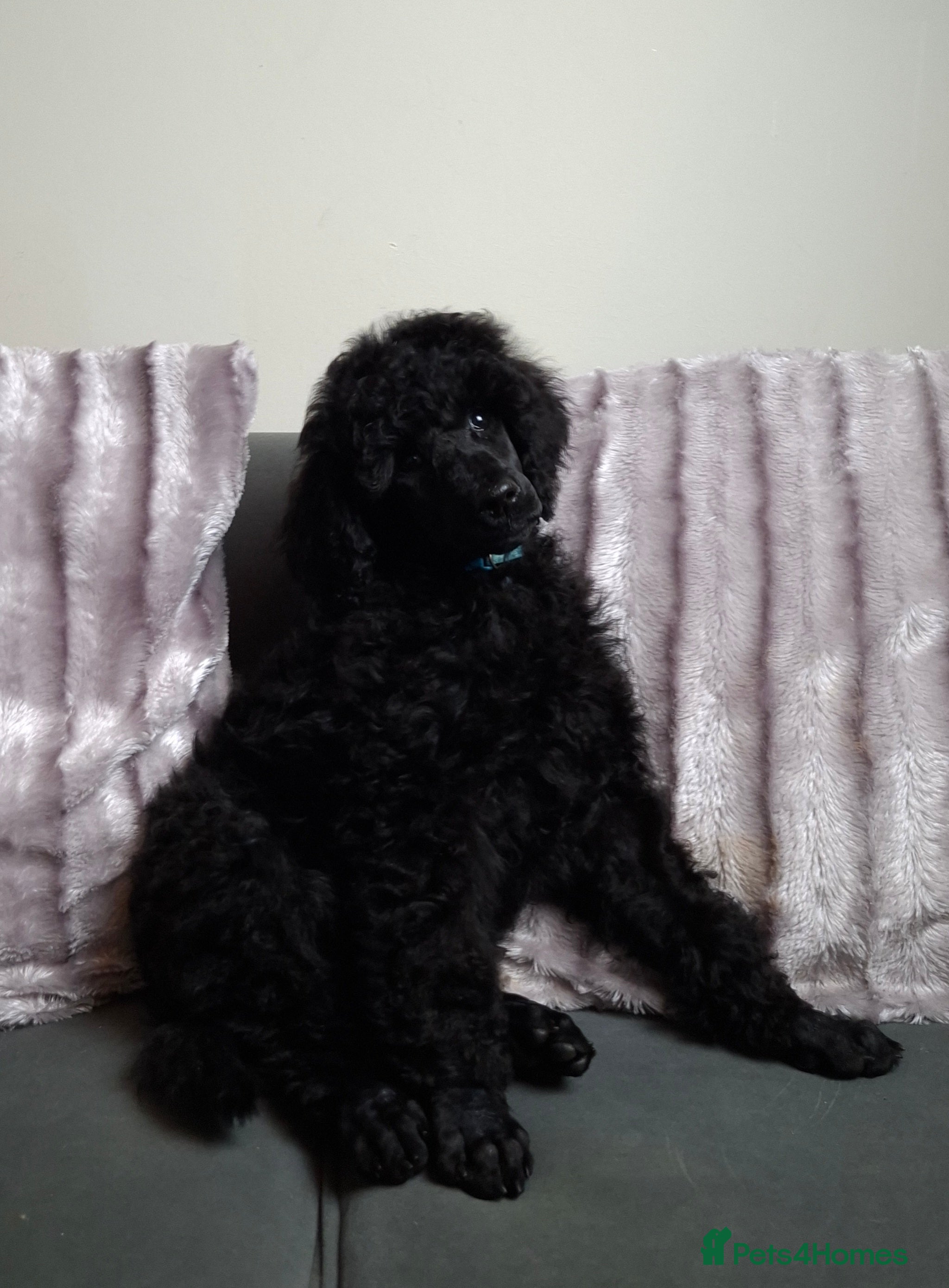 Standard Poodle dogs Exceptional Health Tested Parents 1 Girl Availabe - Advert 1