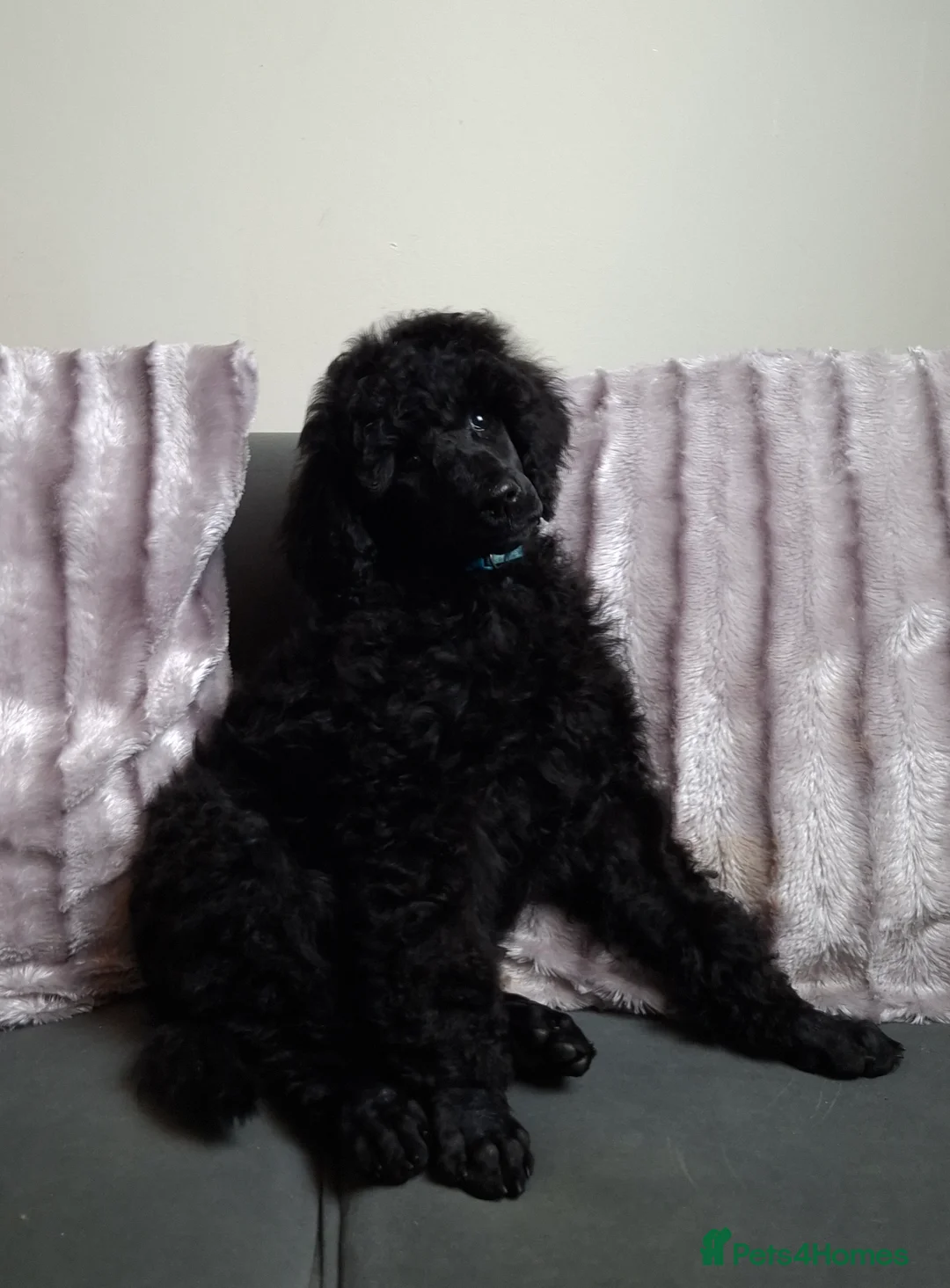 Standard Poodle dogs for sale: Exceptional Health Tested Parents 1 Girl Availabe - Advert 1