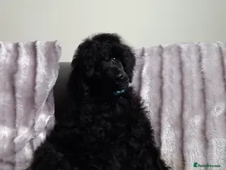 Standard Poodle dogs Exceptional Health Tested Parents 1 Girl Availabe - Advert 4