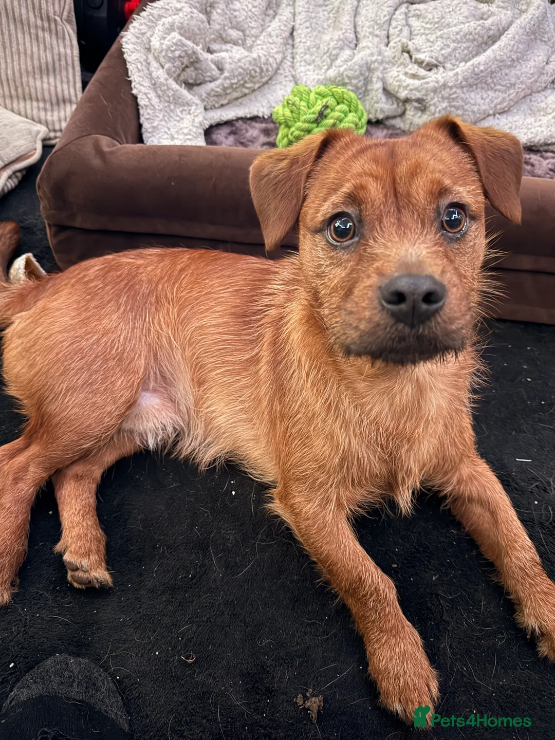 Mixed Breed dogs for sale: Shihtzu fox terrier  - Advert 1