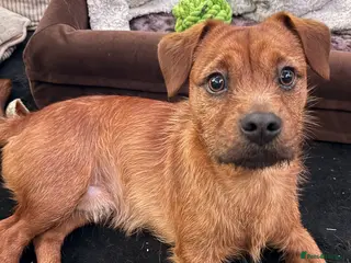 Mixed Breed dogs Shihtzu fox terrier - Advert 2