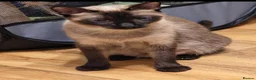Siamese cats for sale: Siamese crosed with Ragdol - Advert 11