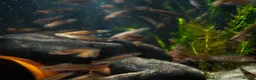 Other/Mixed Breed fish for sale: Red Chinese Snakehead - Advert 8