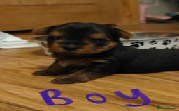 Yorkshire Terrier dogs for sale: 2 tiny Yorkshire terriers 1 male 1 female - Advert 7