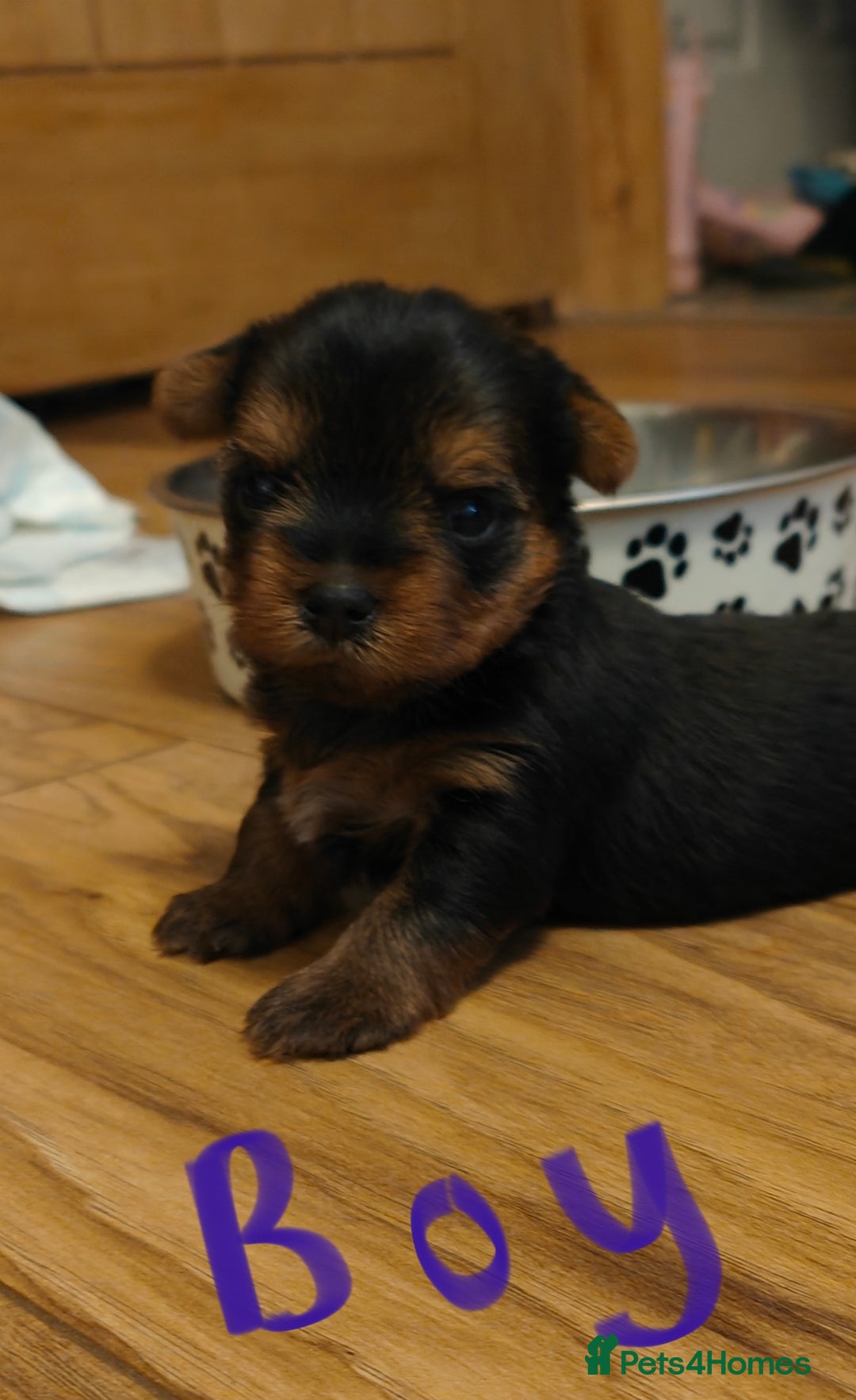 Yorkshire Terrier dogs for sale: 2 tiny Yorkshire terriers 1 male 1 female - Advert 7