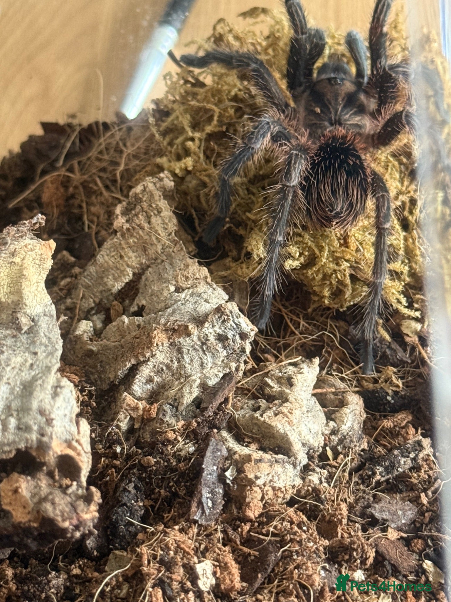 Tarantulas invertebrates Phormictopus sp. “Green/Gold - Advert 3
