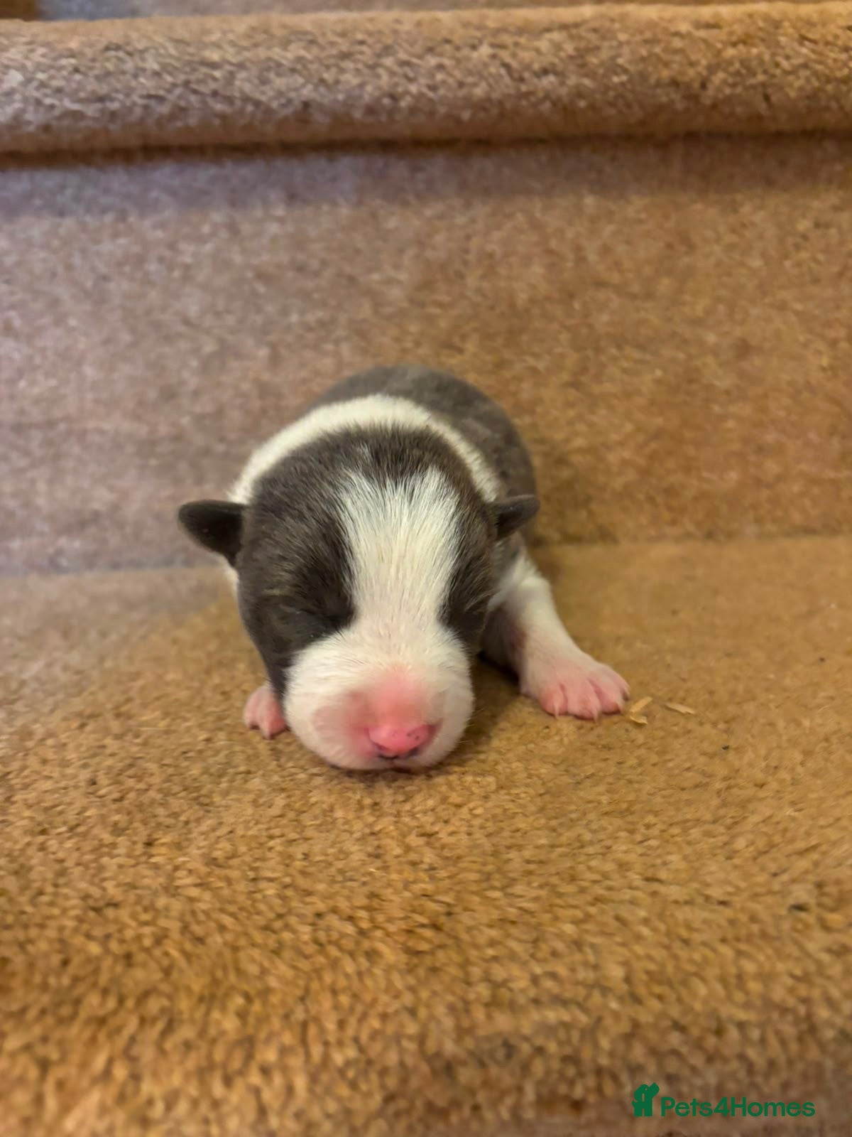 Border Collie dogs Stunning blue & white / black & white pups - Advert 2