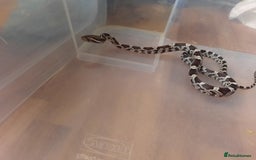 Corn Snake reptiles for sale: Corn snakes - Image 4