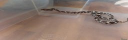 Corn Snake reptiles for sale: Corn snakes - Advert 4