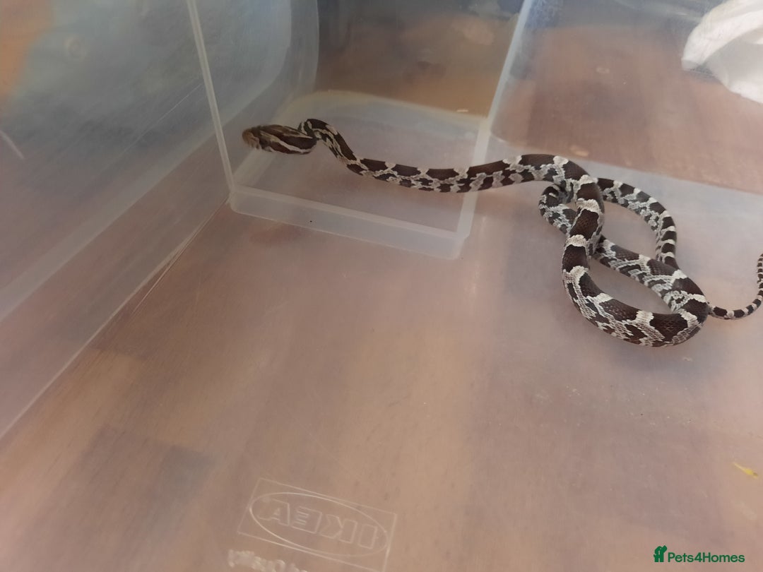 Corn Snake reptiles for sale: Corn snakes - Image 4