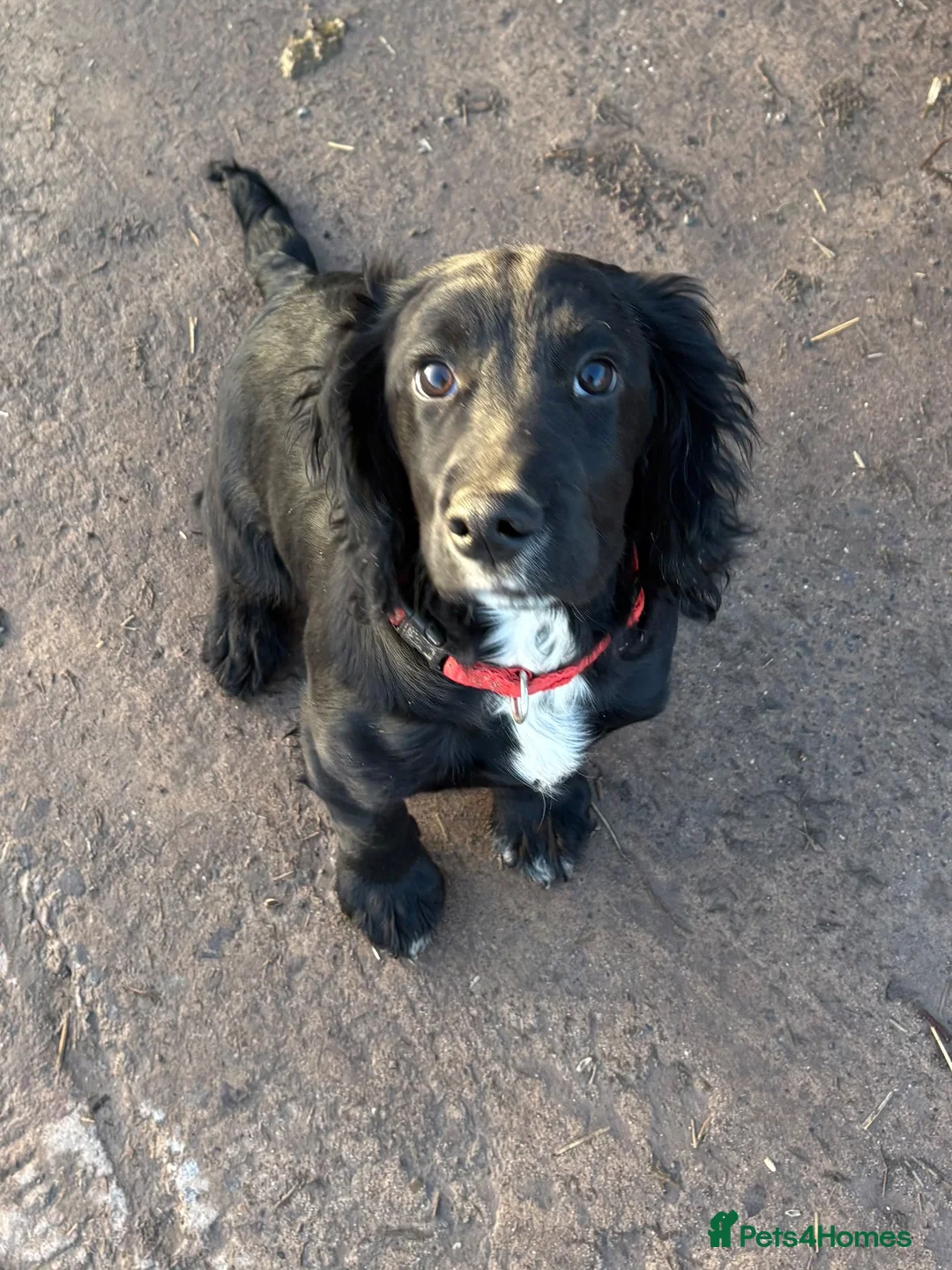 Cocker Spaniel dogs for sale: Gorgeous Black Cocker Spaniel Dog Puppy  - Advert 2