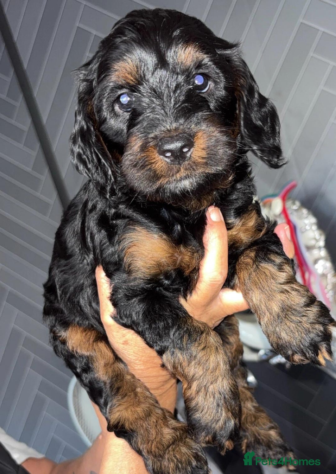 Cockapoo dogs for sale: Beautiful cockerpoo pups - Image 6