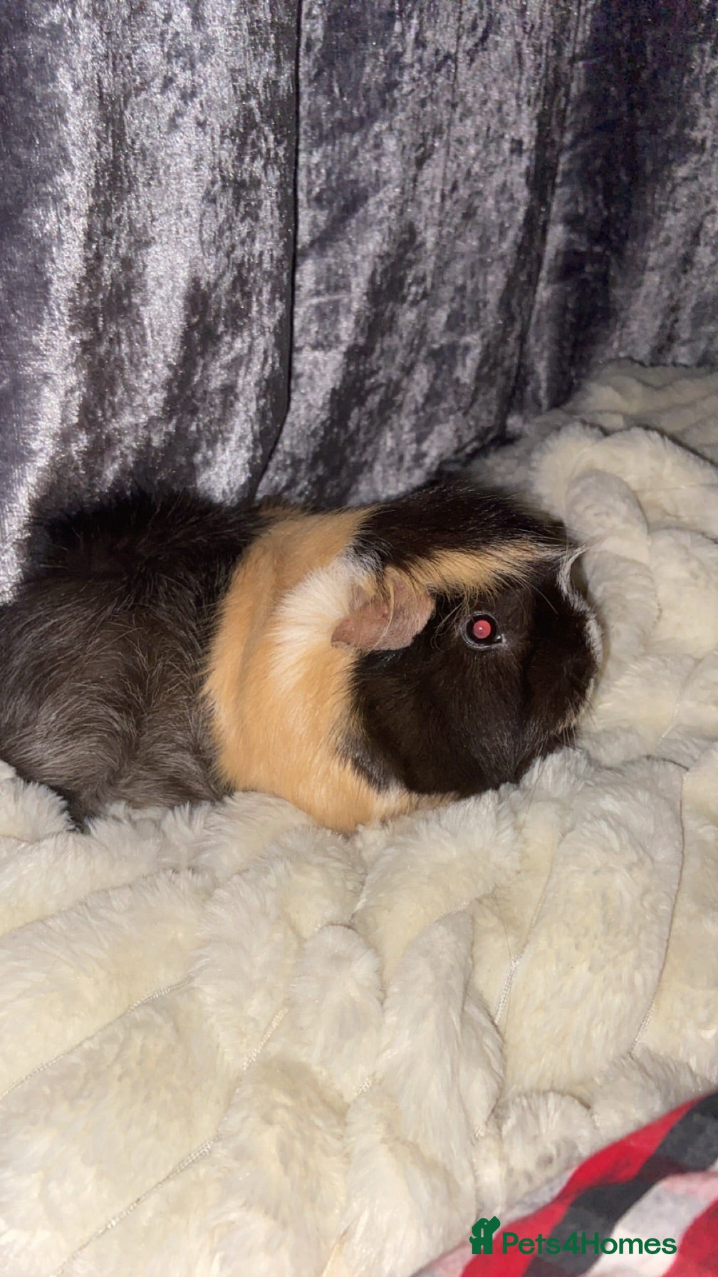 Guinea Pig rodents Guinea pigs for selling - Advert 6
