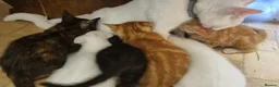 Mixed Breed cats for sale: Pretty kittens ready now for their forever homes  - Advert 1