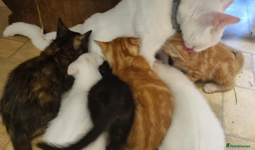 Mixed Breed cats for sale: Pretty kittens ready now for their forever homes  - Advert 1