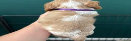 Cocker Spaniel dogs for sale: KC Reg, Show Cocker Spaniel pups, 100% clear - Advert 6