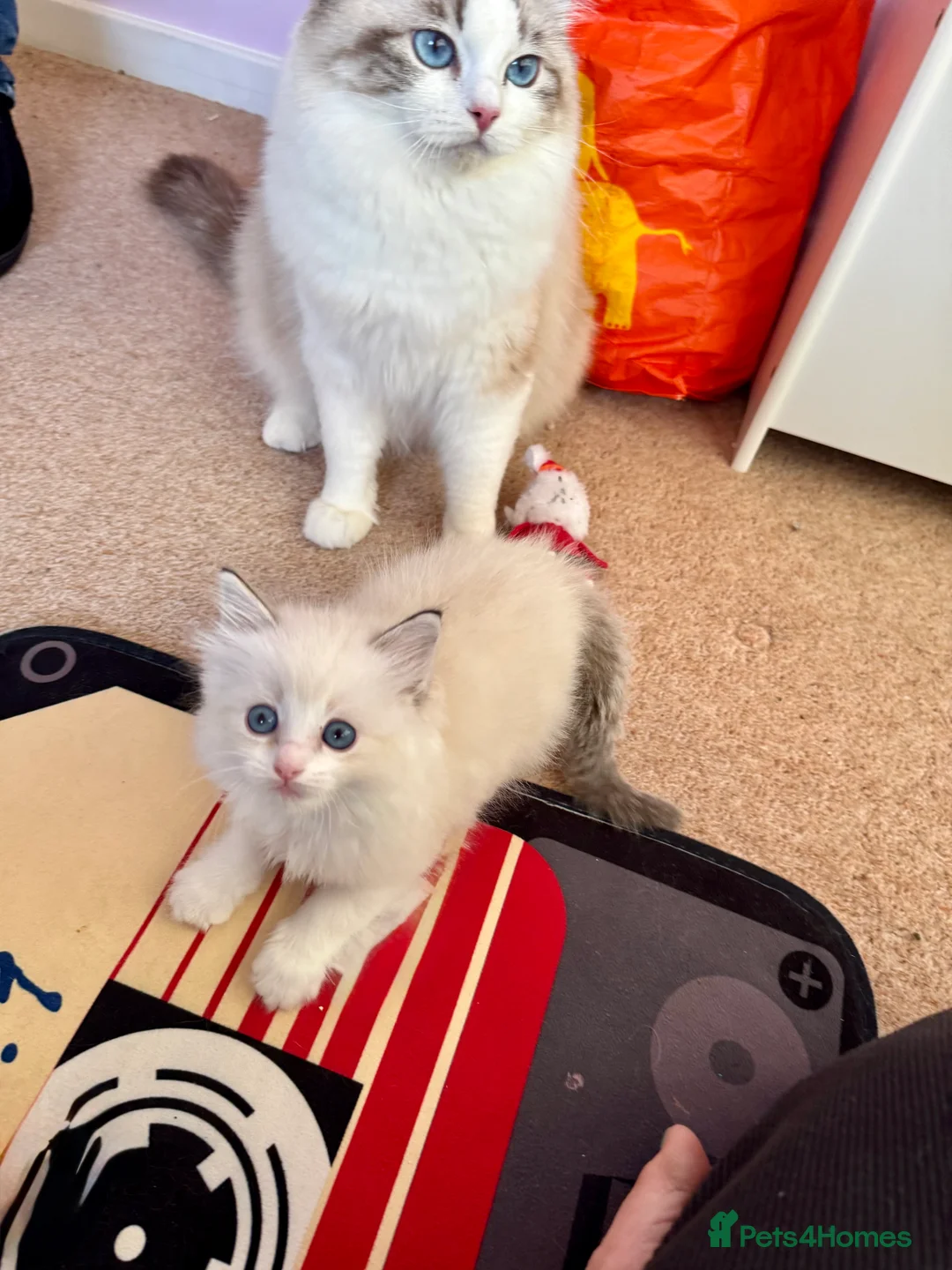 Ragdoll cats for sale: Now ready to leave – Blue Point– TICA Registered - Advert 13
