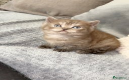 British Shorthair cats for sale: Beautiful silver smoked female British shorthair - Advert 6