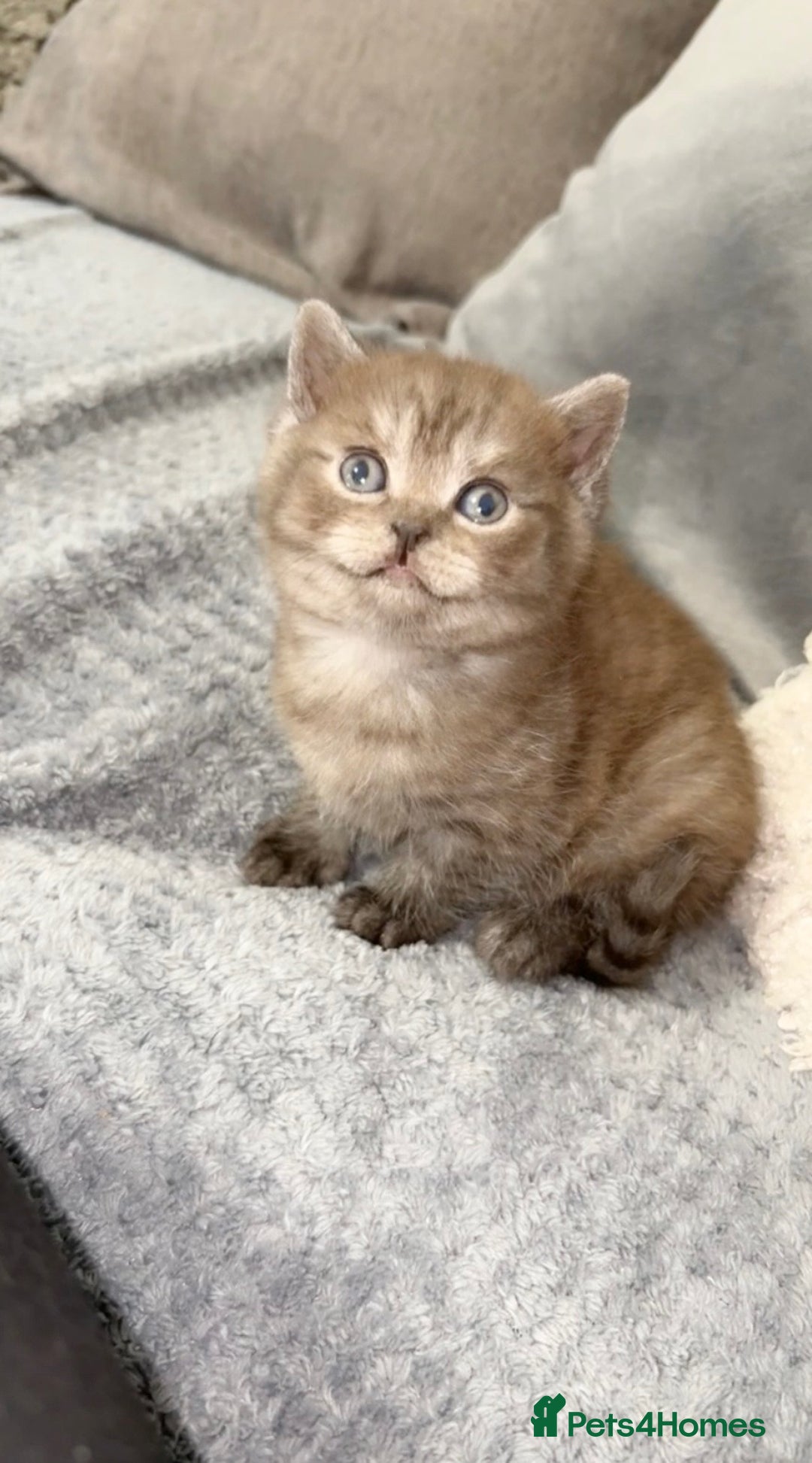 British Shorthair cats for sale: Beautiful silver smoked female British shorthair - Advert 6