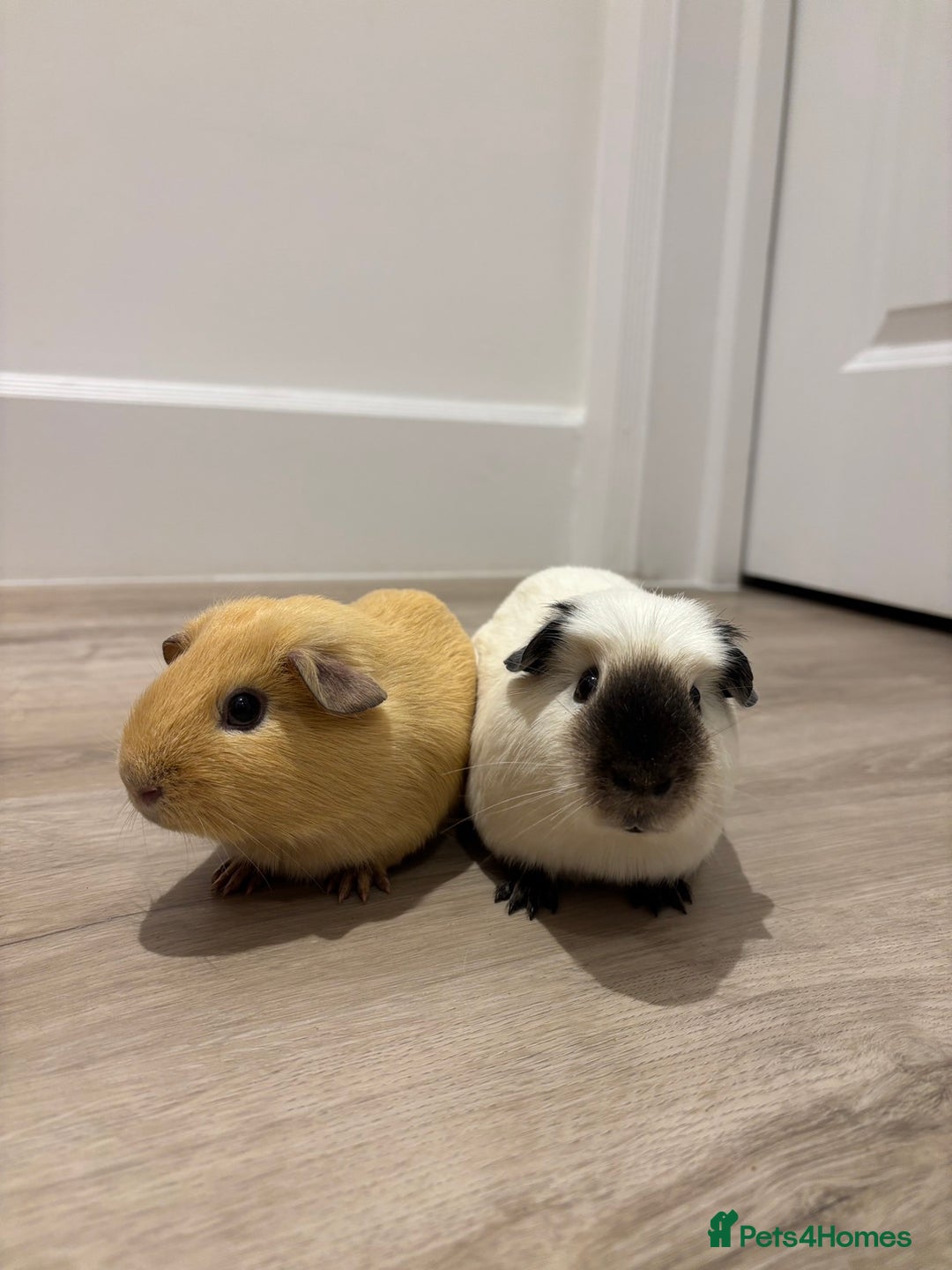 Guinea Pig rodents for sale: Re-Homing Two Young Guinea - Advert 1