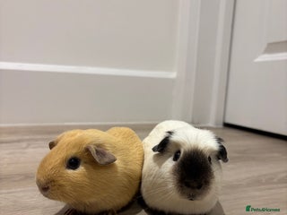 Guinea Pig rodents Re-Homing Two Young Guinea - Advert 1
