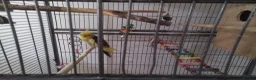 Cockatiels birds for sale: Bonded pair of cockatiels in Darwen - Advert 7