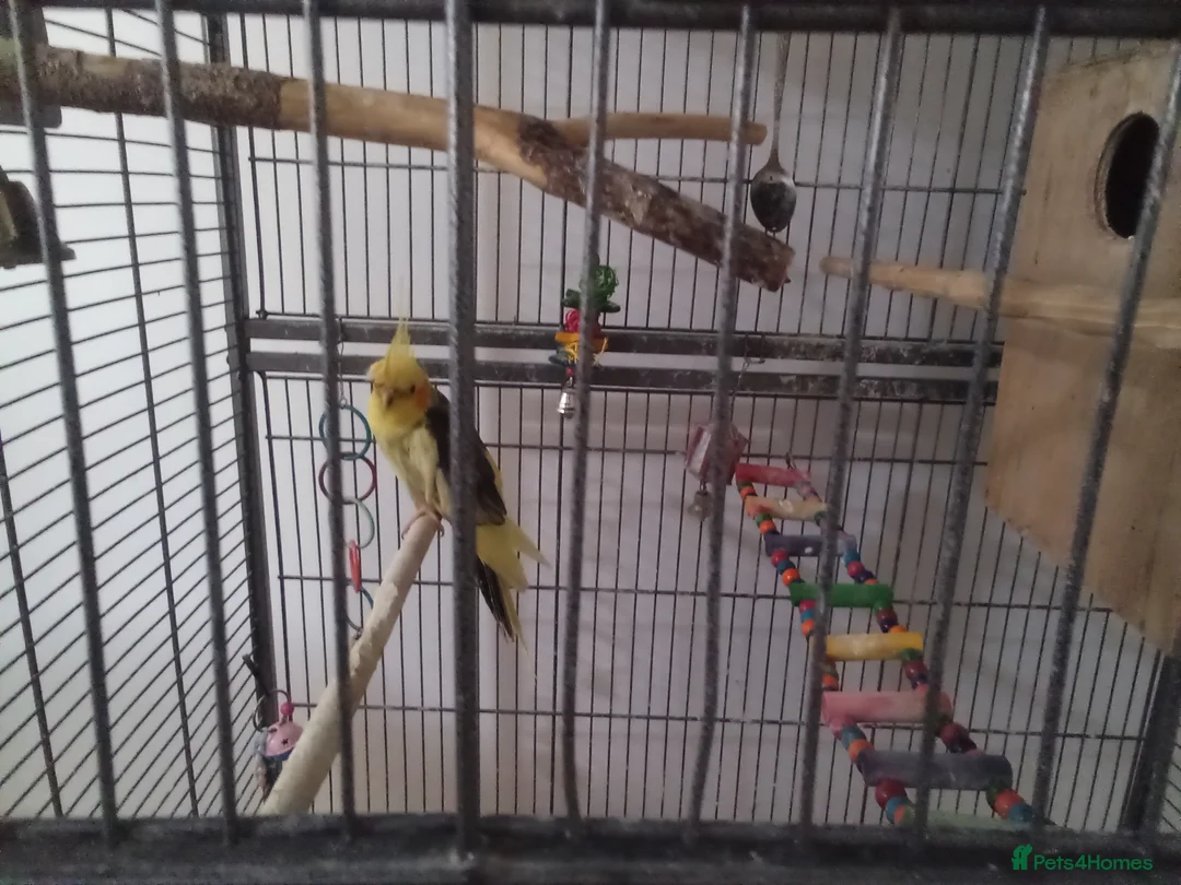 Cockatiels birds for sale: Bonded pair of cockatiels in Darwen - Advert 7