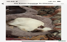 Siamese cats for sale: SIAMESE and ORIENTAL KITTENS - Image 7
