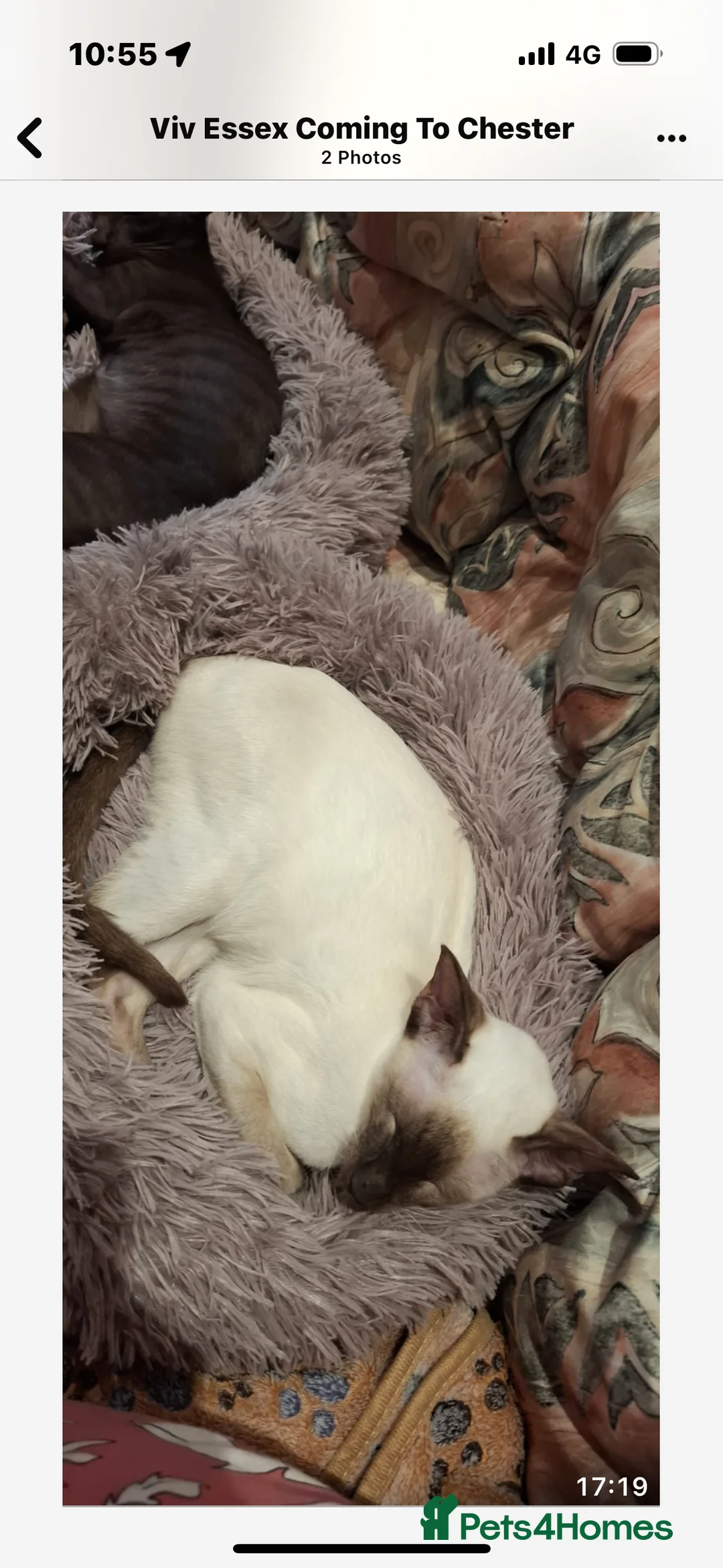 Siamese cats for sale: SIAMESE and ORIENTAL KITTENS - Advert 8