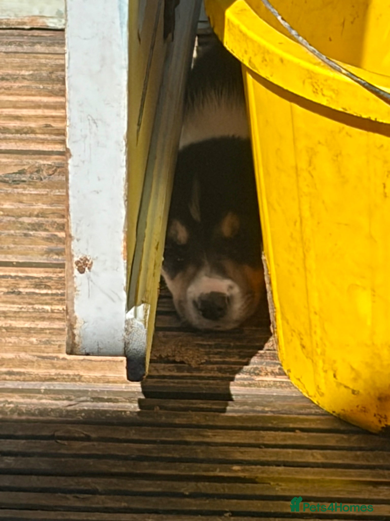 Border Collie dogs Boarder collie  - Advert 2