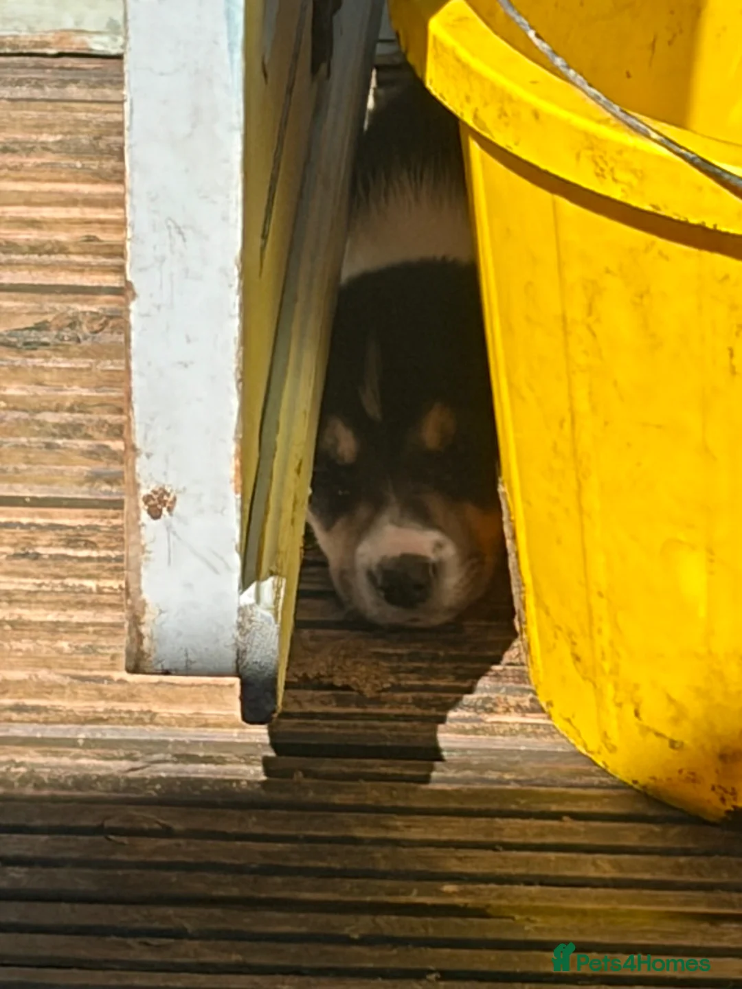Border Collie dogs for sale: Boarder collie  - Advert 2