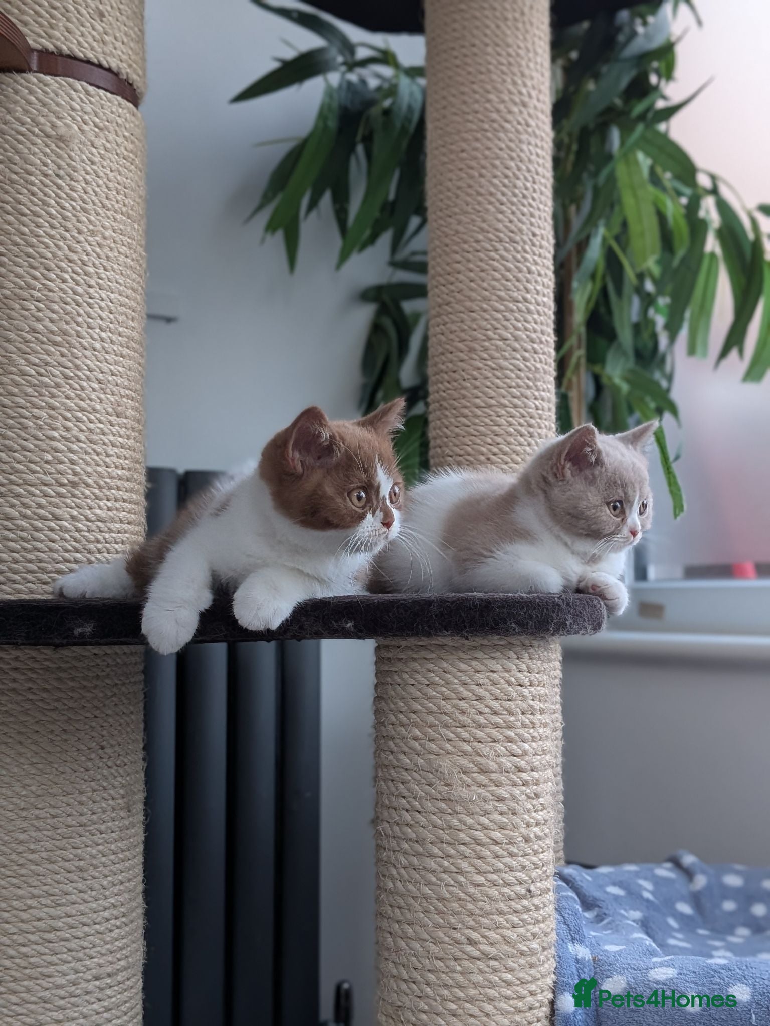 British Shorthair cats GCCF British Shorthair kittens  - Advert 9