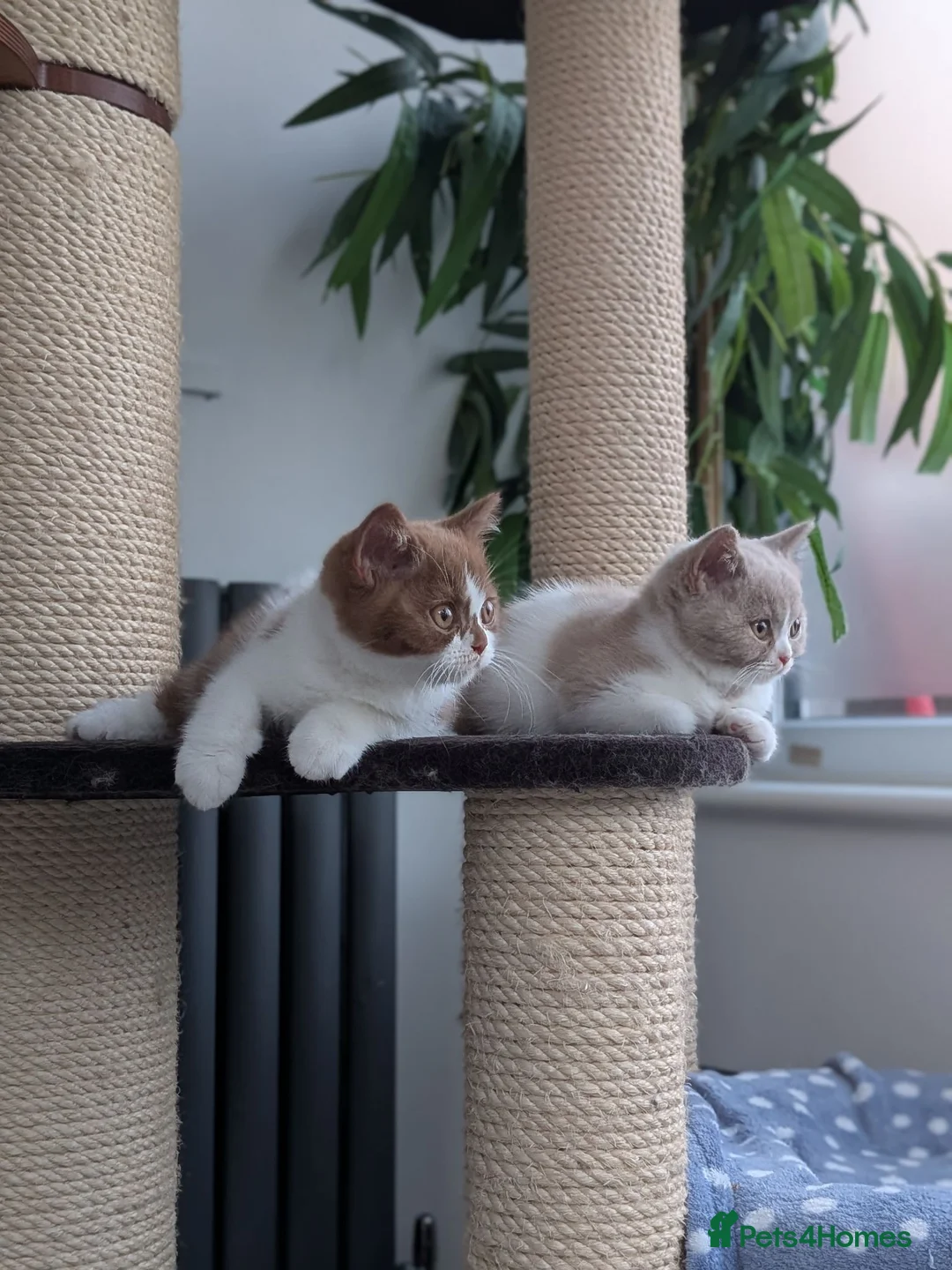 British Shorthair cats for sale: GCCF British Shorthair kittens  - Advert 1