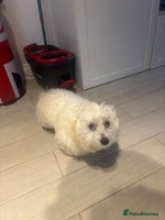 Maltese dogs - Advert 4