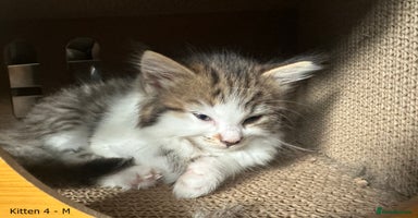 British Longhair cats - Advert 16