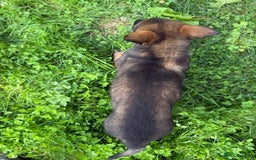 German Shepherd dogs for sale: Germany 🇩🇪 shepherd puppies dogs 🐕 big boned - Image 18