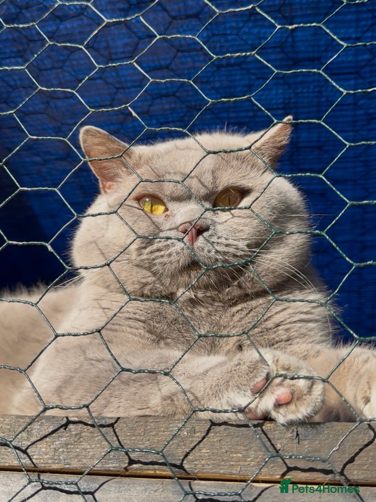 British Shorthair cats Chunky Active registered Lilac BSH - Advert 16