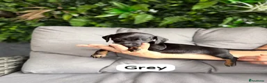 Grey