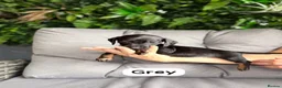 Miniature Dachshund dogs for sale: Miniature dachshunds in Stafford - Advert 16