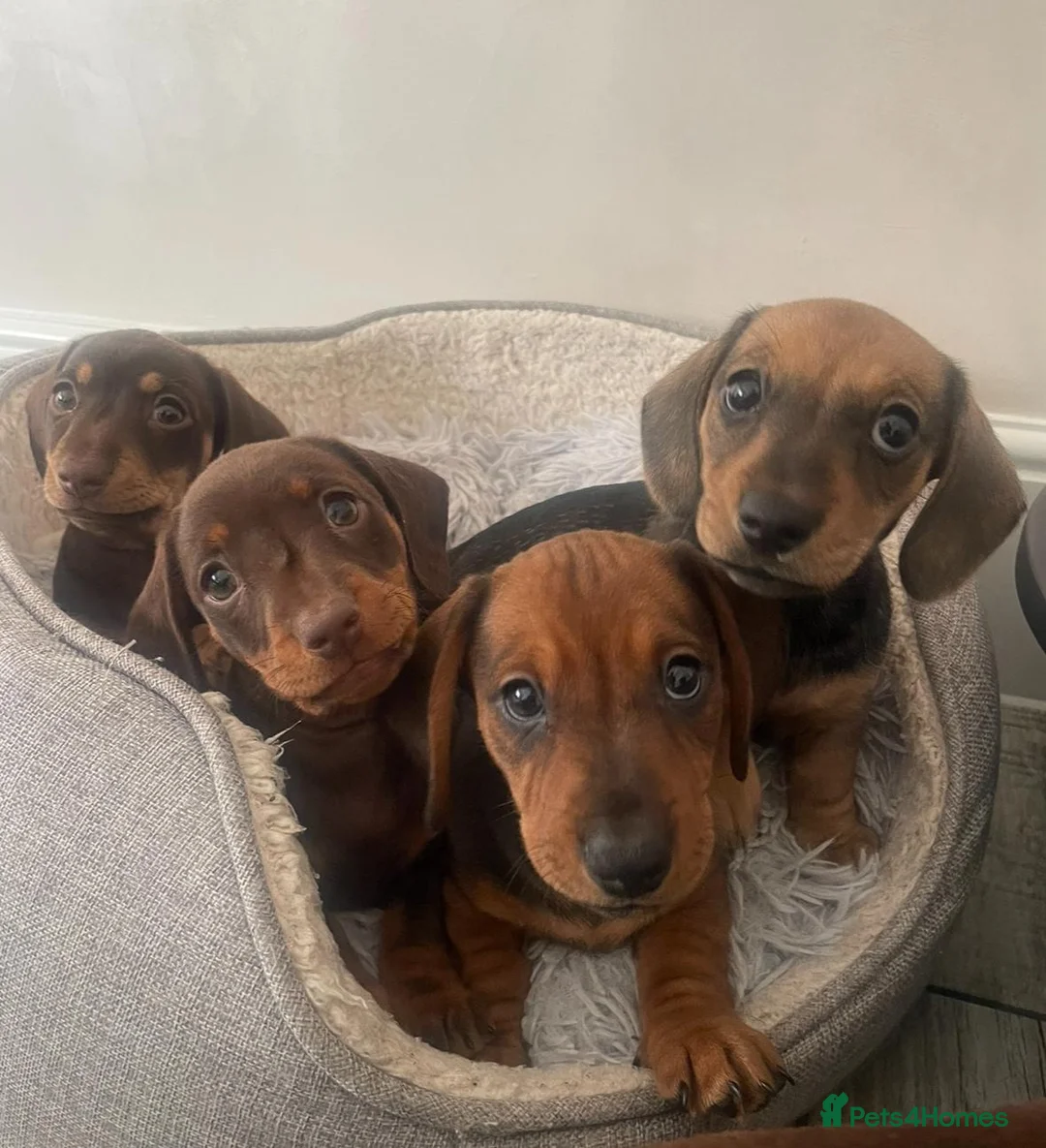 Miniature Dachshund dogs for stud: Proven Shaded red miniature dachshund stud in Pontypool - Advert 12
