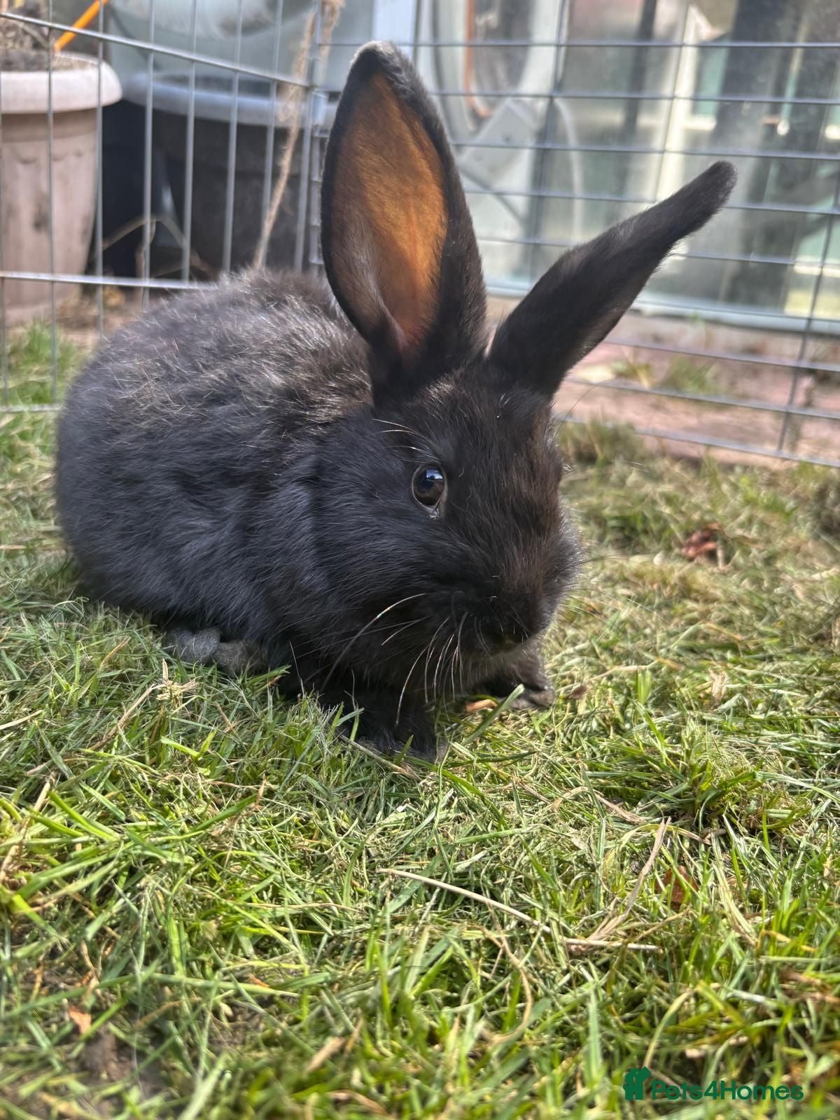 Mixed Breed rabbits Baby rabbits for sale £20 or 2 for £30 three left  - Advert 16