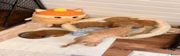 Cavapoo dogs for sale: 🩵🫧 4 Cavapoo Puppies 🫧🩵 - Advert 20