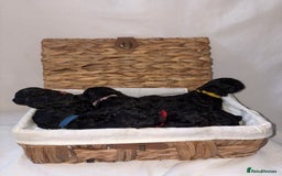 Cavapoo dogs for sale: BEAUTIFUL RARE CHOCOLATE CAVAPOOS - Image 6